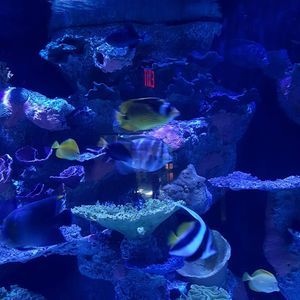 Meet your Posher, Marcia